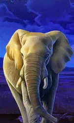 African Elephant